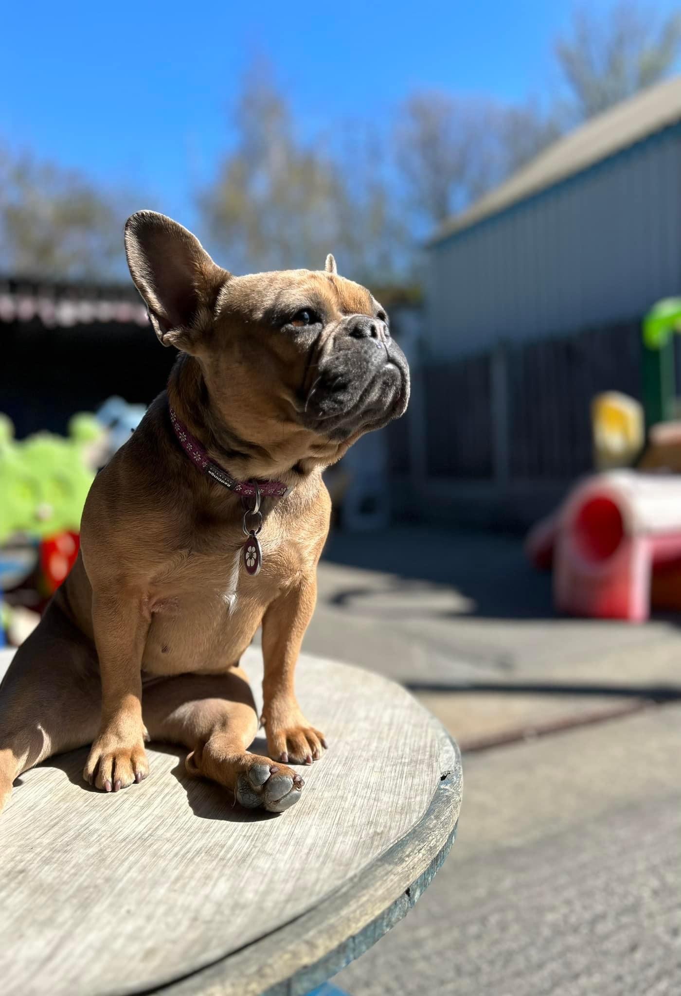 IMG_4635 Canine creche 8