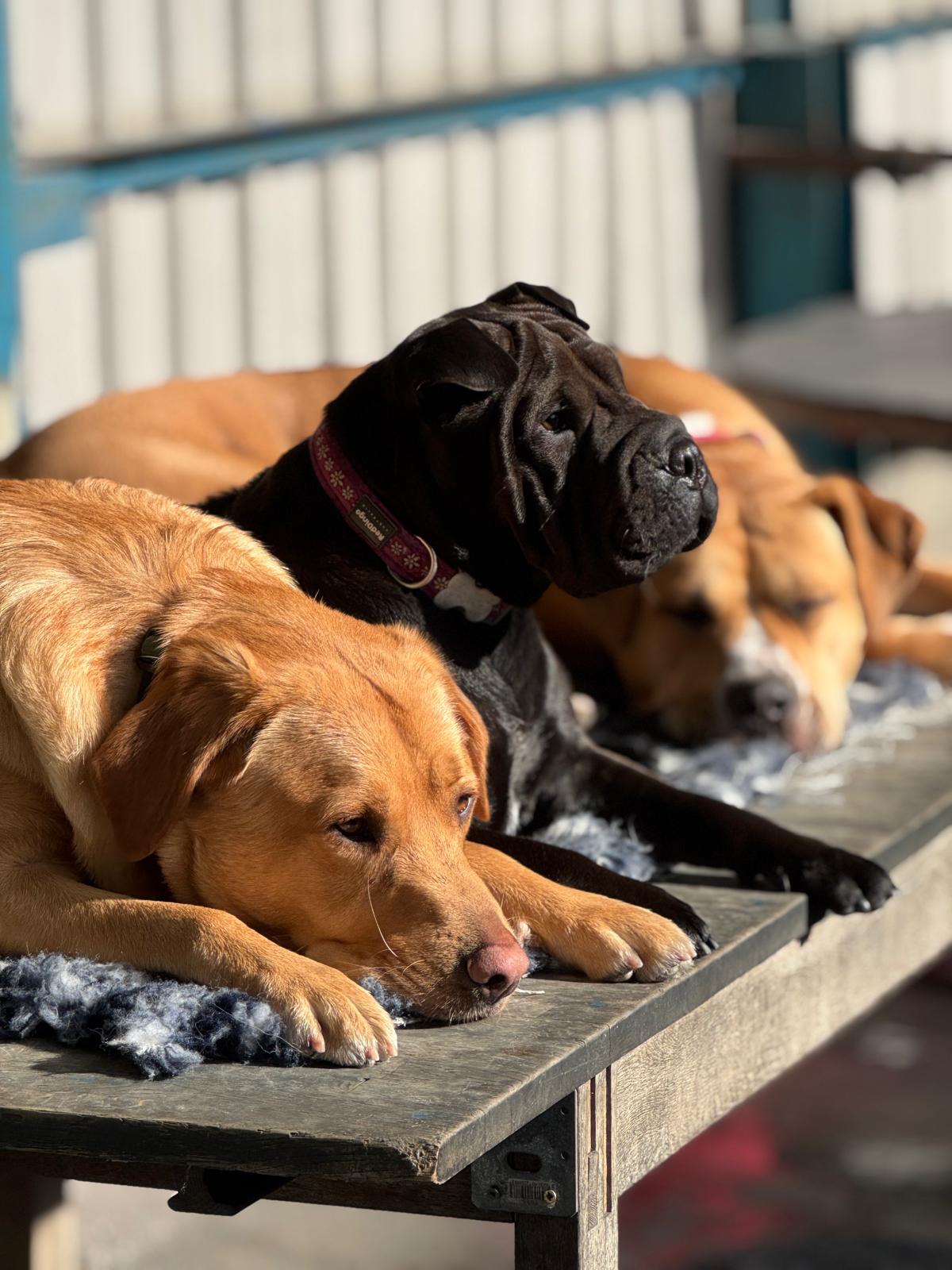 aa35f432-4dfe-43ff-b201-5a3a77c59eba Canine-creche-44